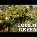 How To Make Southern Collard Greens with Smoked Turkey Legs – Besuretocook Recipe