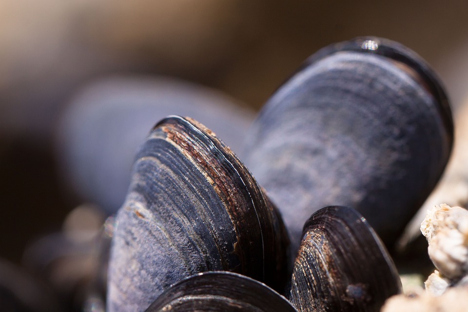 Delicious Seafood Pasta Recipes to Try Tonight