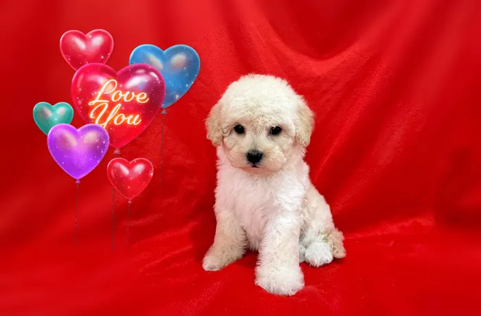 Home-raised Maltipoo puppy in South Bay Area California